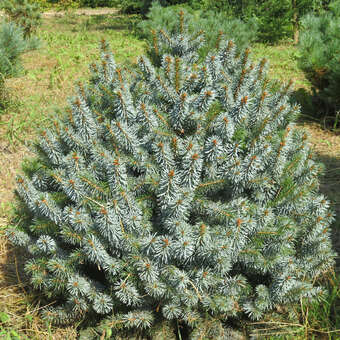 Picea sitchensis 'Silberzwerg'