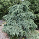 Cedrus deodara 'Feelin Blue' - Blaue Zwergzeder