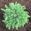 Picea omorika 'Karel': Bild 1/4