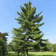 Pinus strobus: Bild 1/3