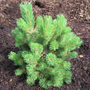 Pinus mugo 'Mumpitz' - Kugellatsche