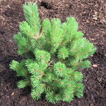 Pinus mugo 'Mumpitz'