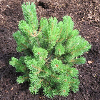 Pinus mugo 'Mumpitz'