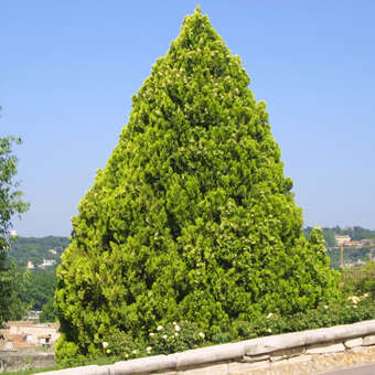 Platycladus orientalis 'Pyramidalis Aurea'