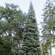 Abies concolor 'Violacea': Bild 1/4