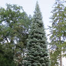 Abies concolor 'Violacea' - Blaue Koloradotanne