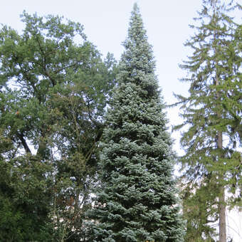 Abies concolor 'Violacea'