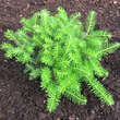 Abies koreana 'Green Carpet': Bild 1/3