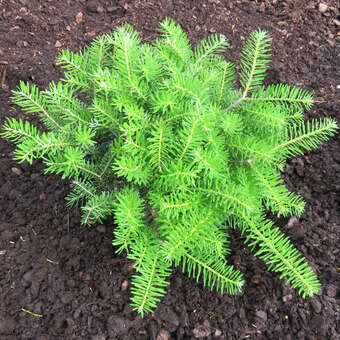 Abies koreana 'Green Carpet'