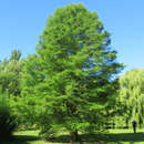 Taxodium distichum - Sumpfzypresse