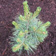 Pinus strobus 'Blue Shag': Bild 2/3