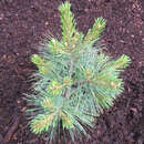 Zwerg-Seidenföhre - Pinus strobus 'Blue Shag'