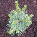 Pinus strobus 'Blue Shag' - Zwerg-Seidenföhre