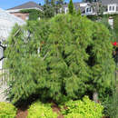 Hänge-Weymouthskiefer - Pinus strobus 'Pendula'