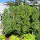 Pinus strobus 'Pendula' - Hänge-Weymouthskiefer