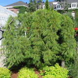 Pinus strobus 'Pendula' - Hänge-Weymouthskiefer