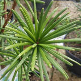 Sciadopitis verticillata 'Sternschnuppe' - Schirmtanne