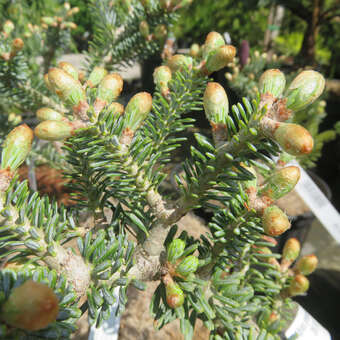 Abies procera 'Blaue Hexe'