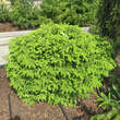 Picea abies 'Nidiformis': Bild 2/6