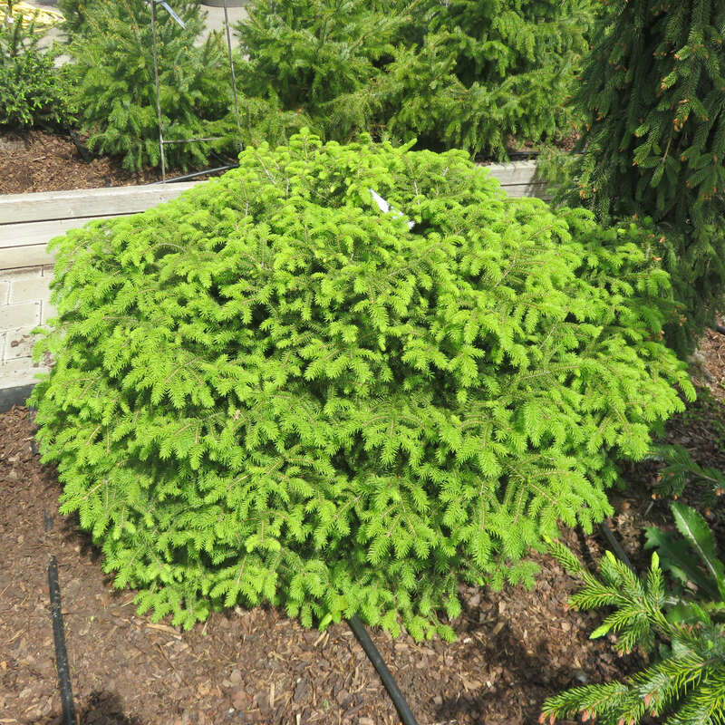 Nestfichte Picea abies 'Nidiformis'
