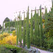 Cupressus sempervirens 'Stricta': Bild 1/3