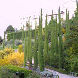 Cupressus sempervirens 'Stricta' - Mittelmeerzypresse - Nicht winterhart