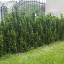 Euonymus japonicus 'Green Rocket' - Immergrüner Spindelstrauch