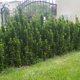 Euonymus japonicus 'Green Rocket' - Immergrüner Spindelstrauch