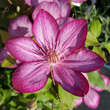 Clematis 'Liberty': Bild 1/7