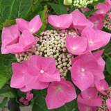 Hydrangea macrophylla 'Teller Rosa' - Tellerhortensie