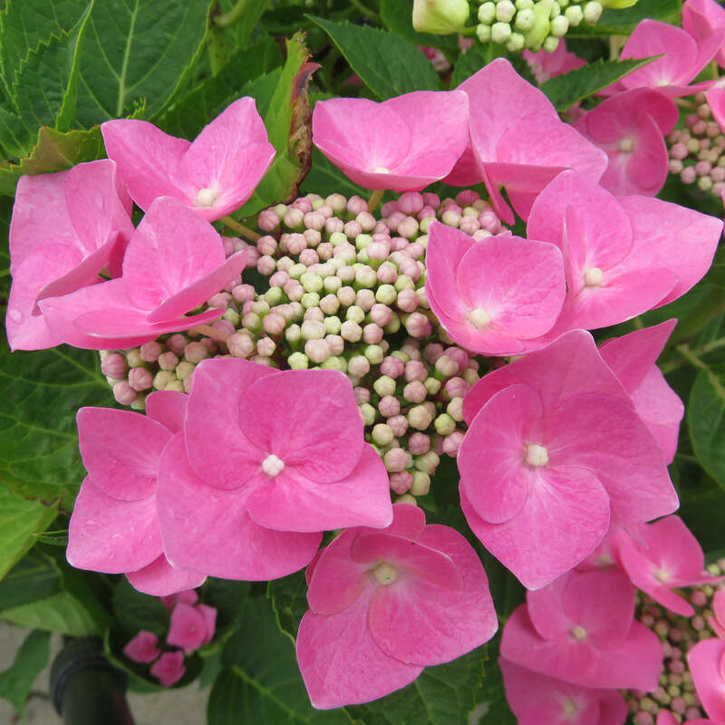 Ortensia - 6 Pezzi - Hydrangea macrophylla - Altezza 25-40cm - ⌀9cm | Leroy Merlin Ortensia - 6 Pezzi - Hydrangea macrophylla - Altezza 25-40cm - ⌀9cm | Leroy Merlin