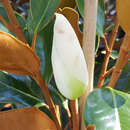 Magnolia grandiflora 'Little Gem' - Immergrüne Magnolie