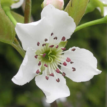 Pyrus pyrifolia 'Hayatama'