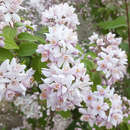 Deutzia 'Mont Rose' - Blumendeutzie