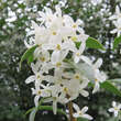 Osmanthus heterophyllus: Bild 1/6