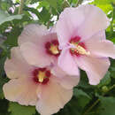 Hibiscus syriacus - Wilder Eibisch