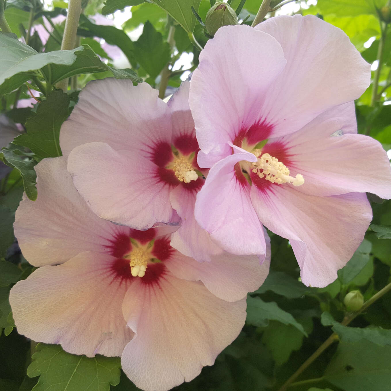 Wilder Eibisch Hibiscus syriacus lila