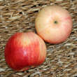 Malus dom. 'Rebella': Bild 2/4