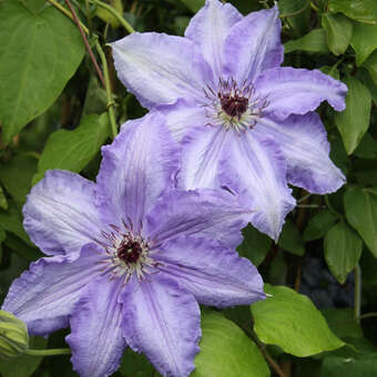 Clematis 'William Kennett'