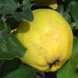Cydonia 'Aromatnaja' ('Krymsk'): Bild 1/4