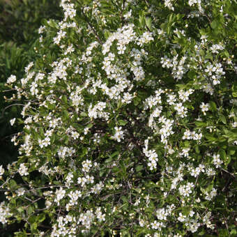 Prunus fruticosa 'Fruchtzwerg'