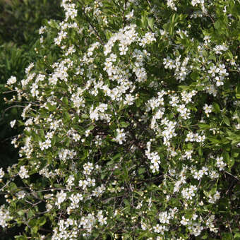 Prunus fruticosa 'Fruchtzwerg'
