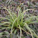Carex 'Silver Sceptre' - Japansegge