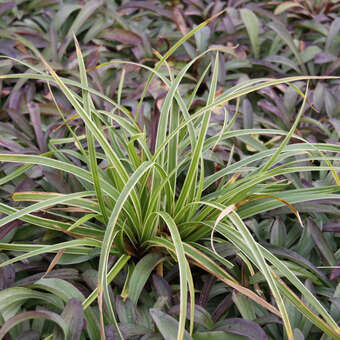 Carex 'Silver Sceptre'