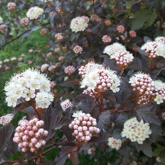 Physocarpus opulifolius 'Diable d'Or'