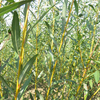 Salix rubens 'Huchtinson's Yellow'