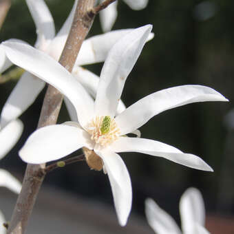Magnolia kewensis