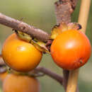 Diospyros virginiana 'Prok' - Virginische Dattelpflaume, Persimmon