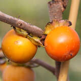 Diospyros virginiana 'Prok' - Virginische Dattelpflaume, Persimmon