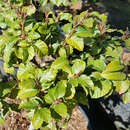 Fagus sylvatica 'Asterix' - Zwergbuche